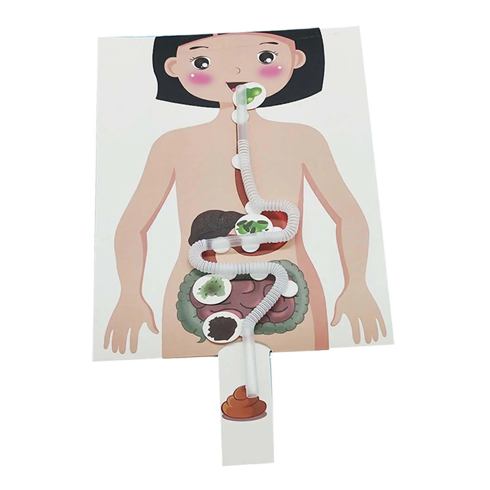 Human Digestive System Model, Human Body Parts Teaching Aid, Handicraft Puzzle