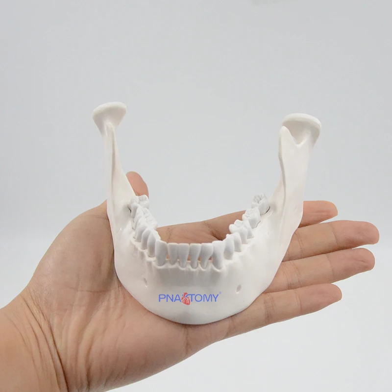 Life Size Adult Lower Jawbone Model Mandible Anatomy Inferior Maxilla Anatomical Tool Medical Gift Teaching Resources Education