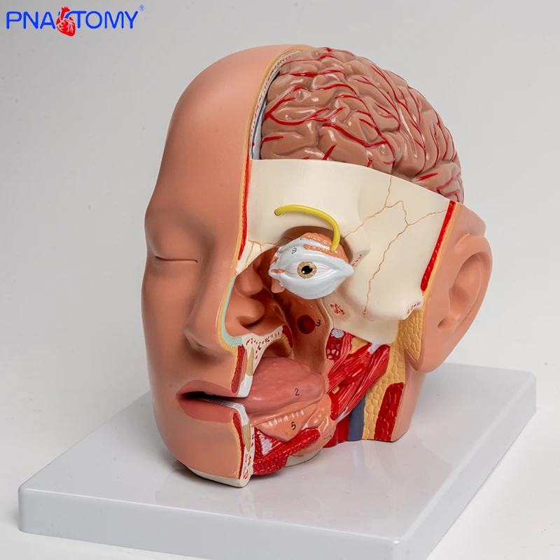 Human Head Dissection Model Brain Anatomy Oral Cavity Tongue Anatomical Model Educational Equipment Medical Demonstration Tool