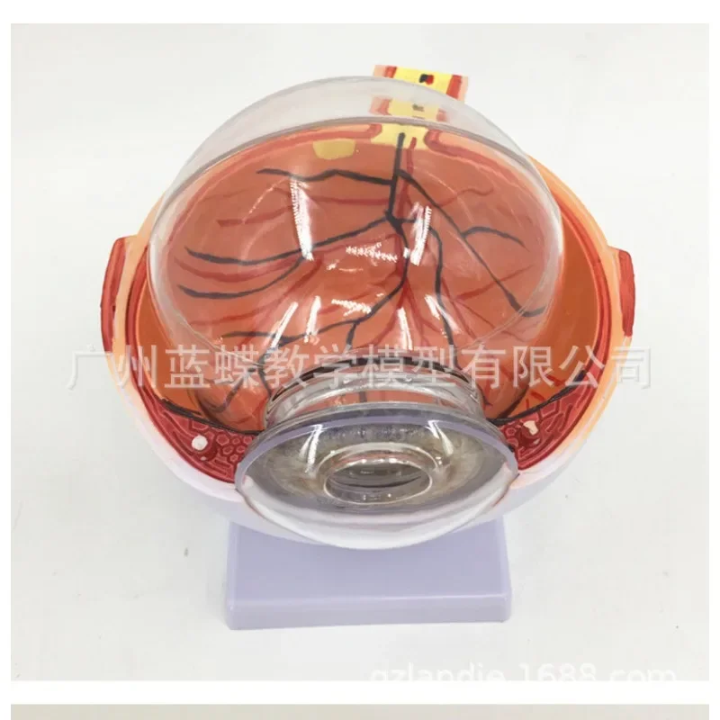 Six Times Enlarged  Anatomical Human Eyeballs Cornea  Iris Lens Vitreous Body Teaching Aids for Ophthalmic Surgery