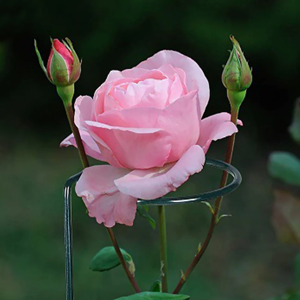 

1 Set Single Stem Plant Stakes For Potted Plants Outdoor Indoor Use Plant Support Stakes Potted Support Trellis