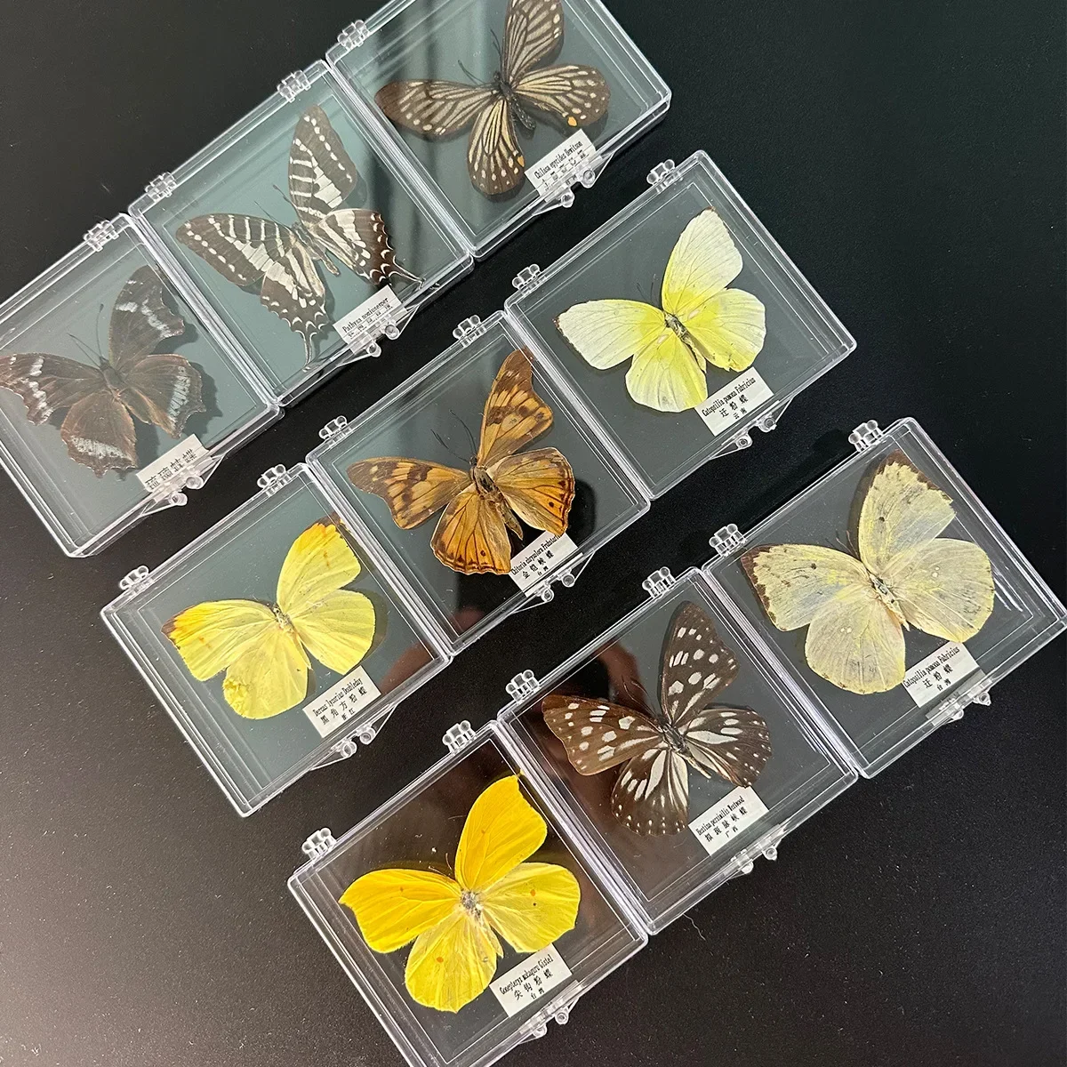 9PCS Natural Real Butterfly Specimen box Colorful Mixed Pretty Butterfly Education Teaching Home Decor Artwork Material gift DIY