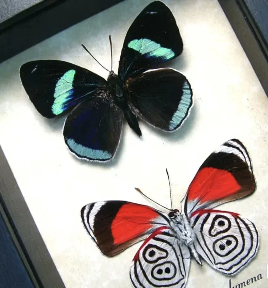 

Real Butterfly Specimens Decorative Paintings Three-dimensional Picture Frame Home Bedroom Desk Furniture Features Ornaments