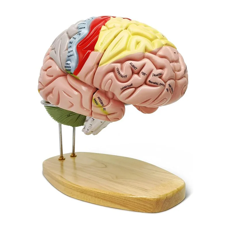 Modelo anatómico del cerebro de 2 partes, función del cerebro con enseñanza marcada, modelo de anatomía médica de la corteza, MDN002