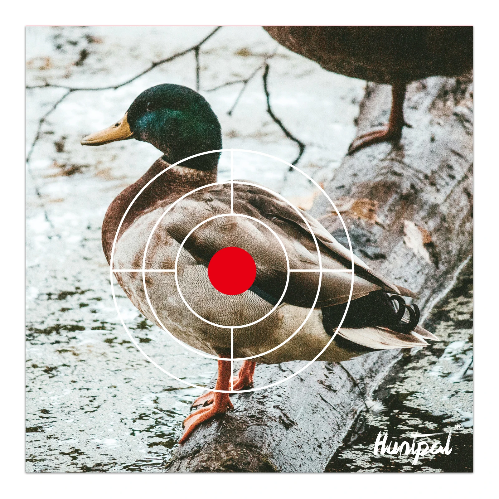 

Practice Hunting Games With 50 Simulated Wild Animals Ducks Shooting Targets Paper With BB Bullets And Traps