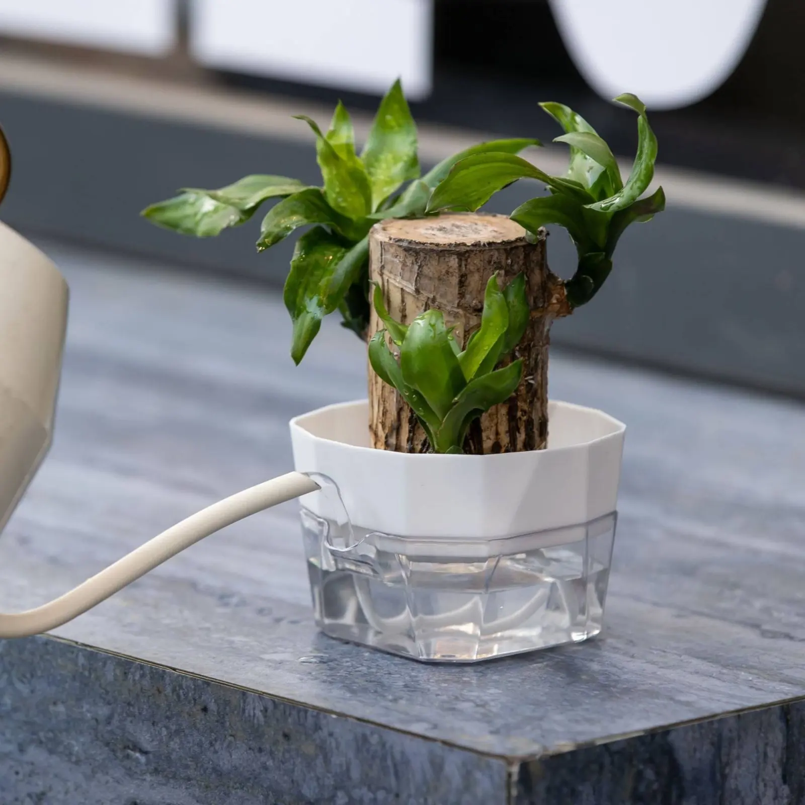 Hydroponic Bulb Vase 2-Tier Design Bulb Forcing Pot Transparent Base Flower Pot Gardening Supply for Windowsill, Office