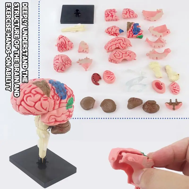 Modèle d\'Anatomie du Cerveau Fuchsia avec Base d\'Affichage, Bricolage, Artère, Brain Abrasif, Intensifie, Utilisation en École de Médecine