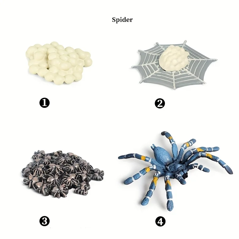 مجموعة نماذج محاكاة لنمو الحشرات لنمو الحشرات، مناسبة للديكور المنزلي، وزخارف سطح المكتب، وإدراك الأطفال #6