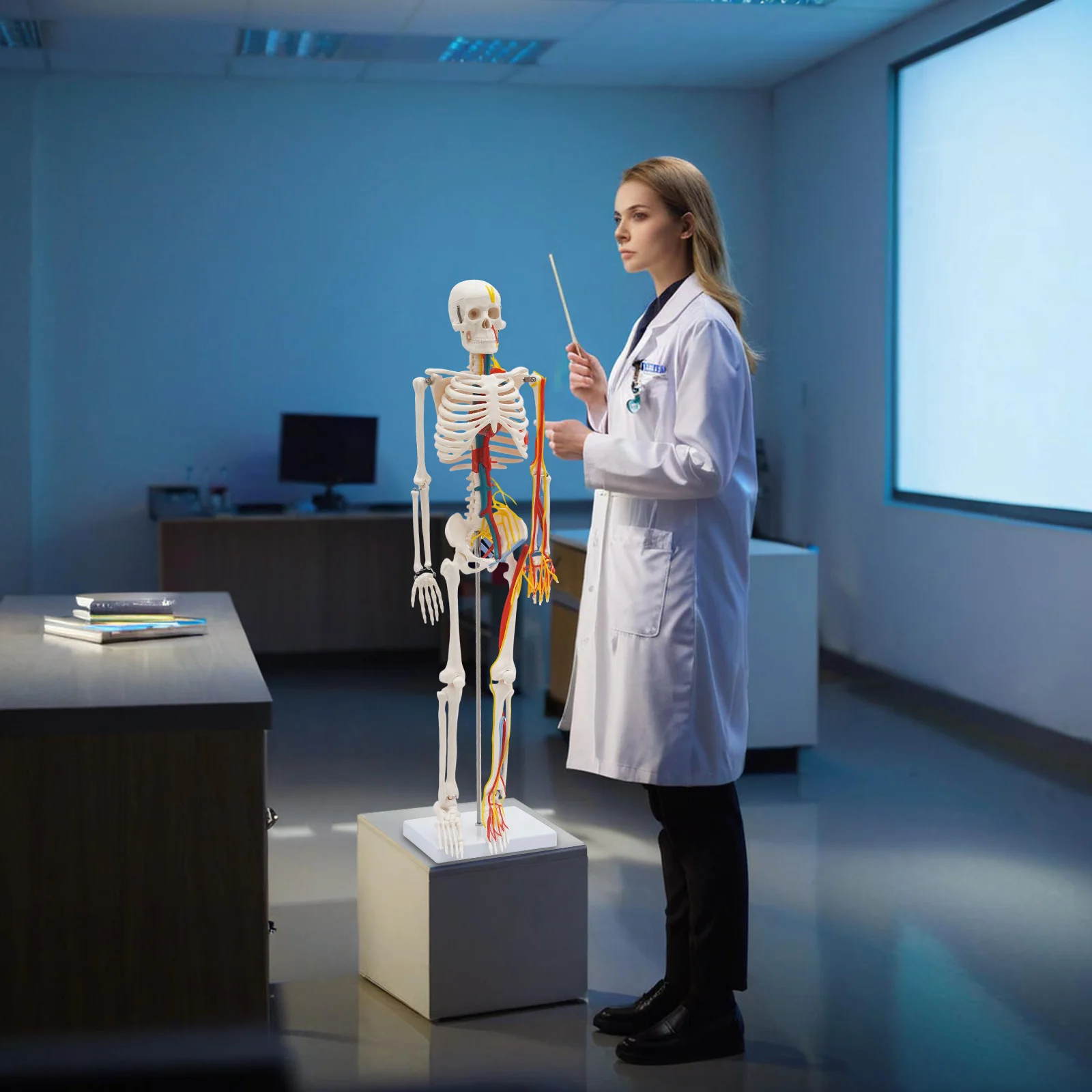 نموذج هيكل عظمي بشري 34 بوصة مع أداة تعليمية ممتازة للأوعية الدموية العصبية في مختبرات الفصول الدراسية الطبية