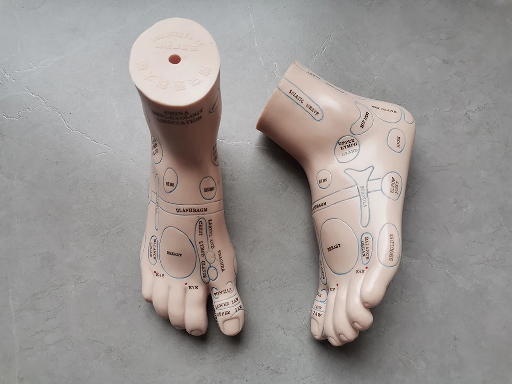 Modèle de zone réflexe du pied valide, pas d'acupuncture, code anglais, rérolologie des pieds TCM, 20cm, 2 pièces = 1 paire, livraison gratuite