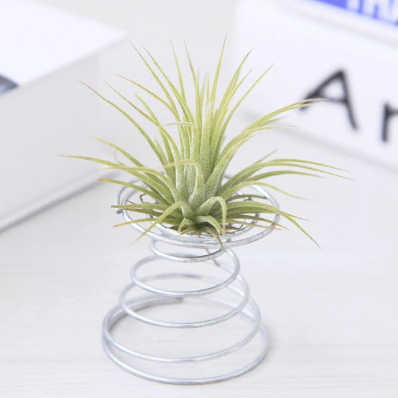 حامل سلك زنبركي لنبات الهواء على سطح الطاولة Tillandsia ديكورات بستنة مصغرة