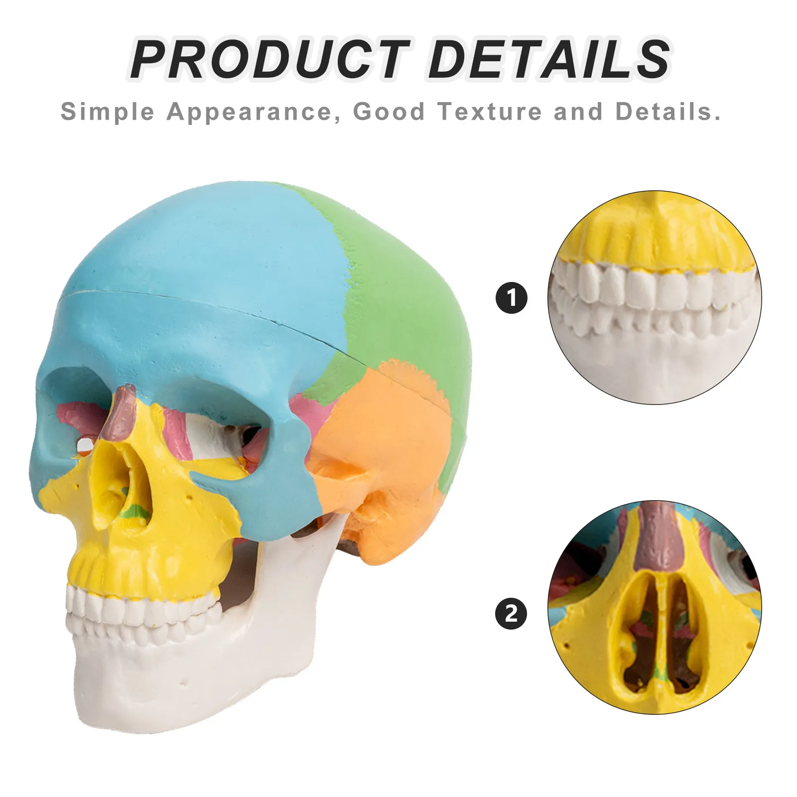Human Skull Anatomical Painted Detachable Colored Skull for Drawing Reference Studio Use Halloween Skulls