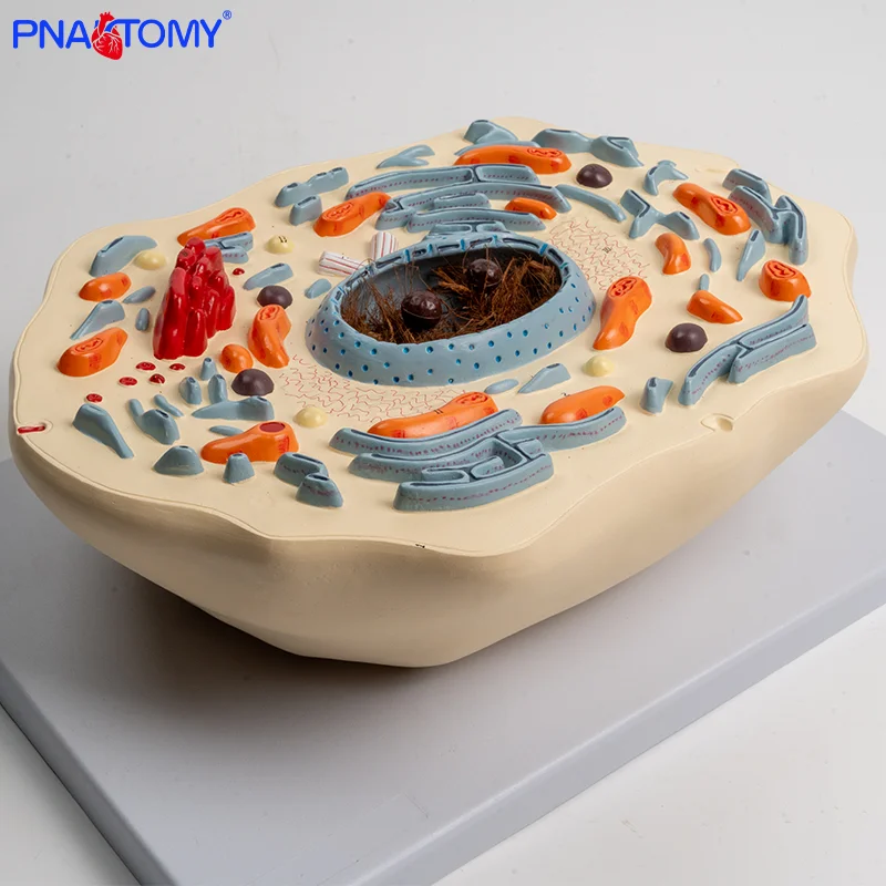 

Animal Cell Model for Teaching Biological Structures Under Microscope Magnification