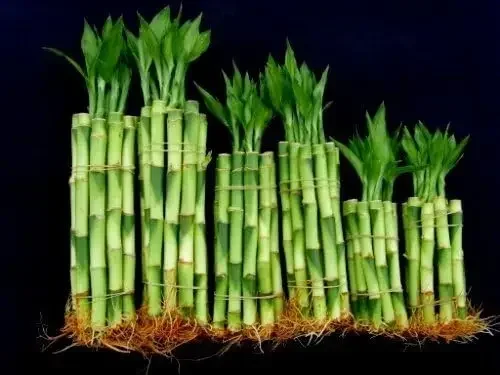 

%a 60 Stalks of Straight Lucky Bamboo (4" X20+6"x20+8"x20 Pieces) Mixed for Gifts and Fengshui