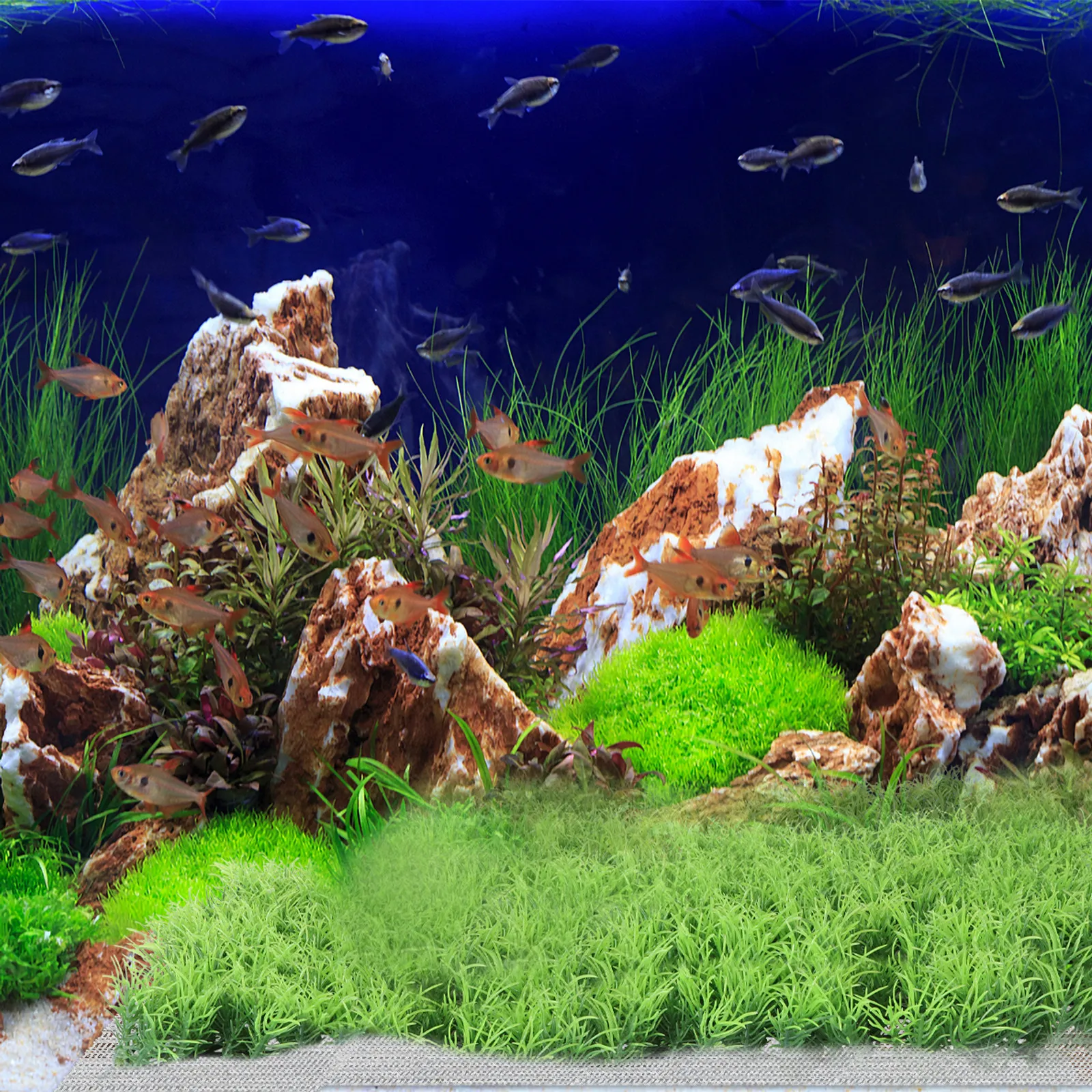 10Pcs Jaring Penahan Tanaman A - Planted Aquarium Carpet Plant ulasan dan harga
