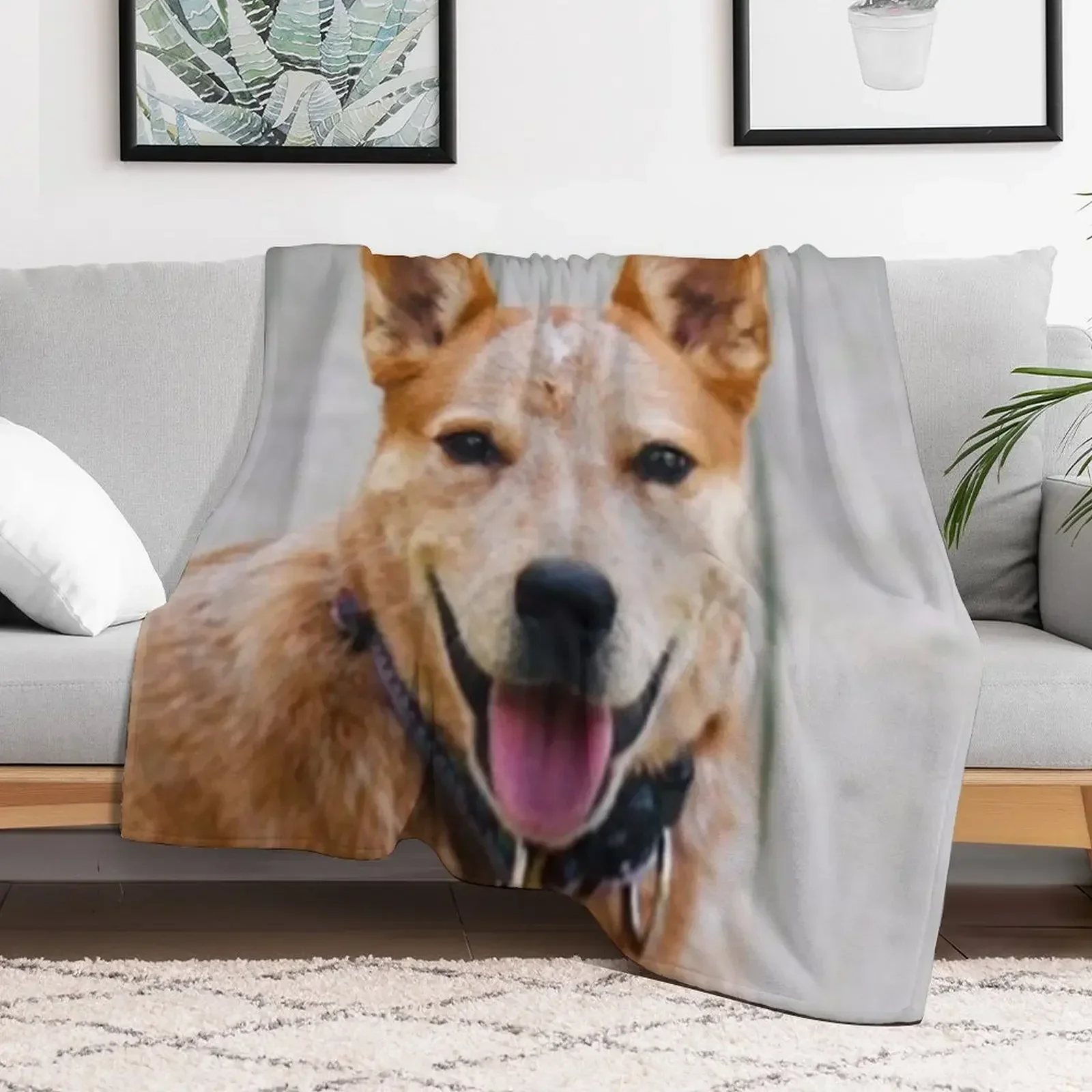 

Cattle Dog - Red Heeler Throw Blanket Extra Large Throw bed plaid Blankets cosplay anime Weighted Winter beds Blankets