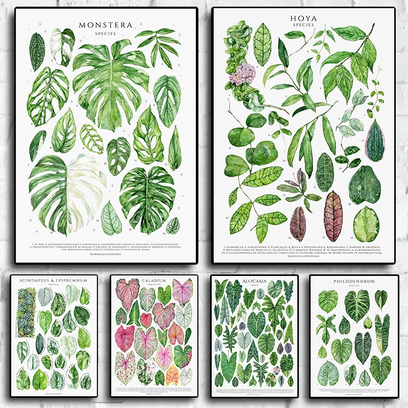 Watercolor Leaves Monstera Genus Botanical House Plants Chart Nordic Poster Canvas Painting Wall Art Pictures Home Decor