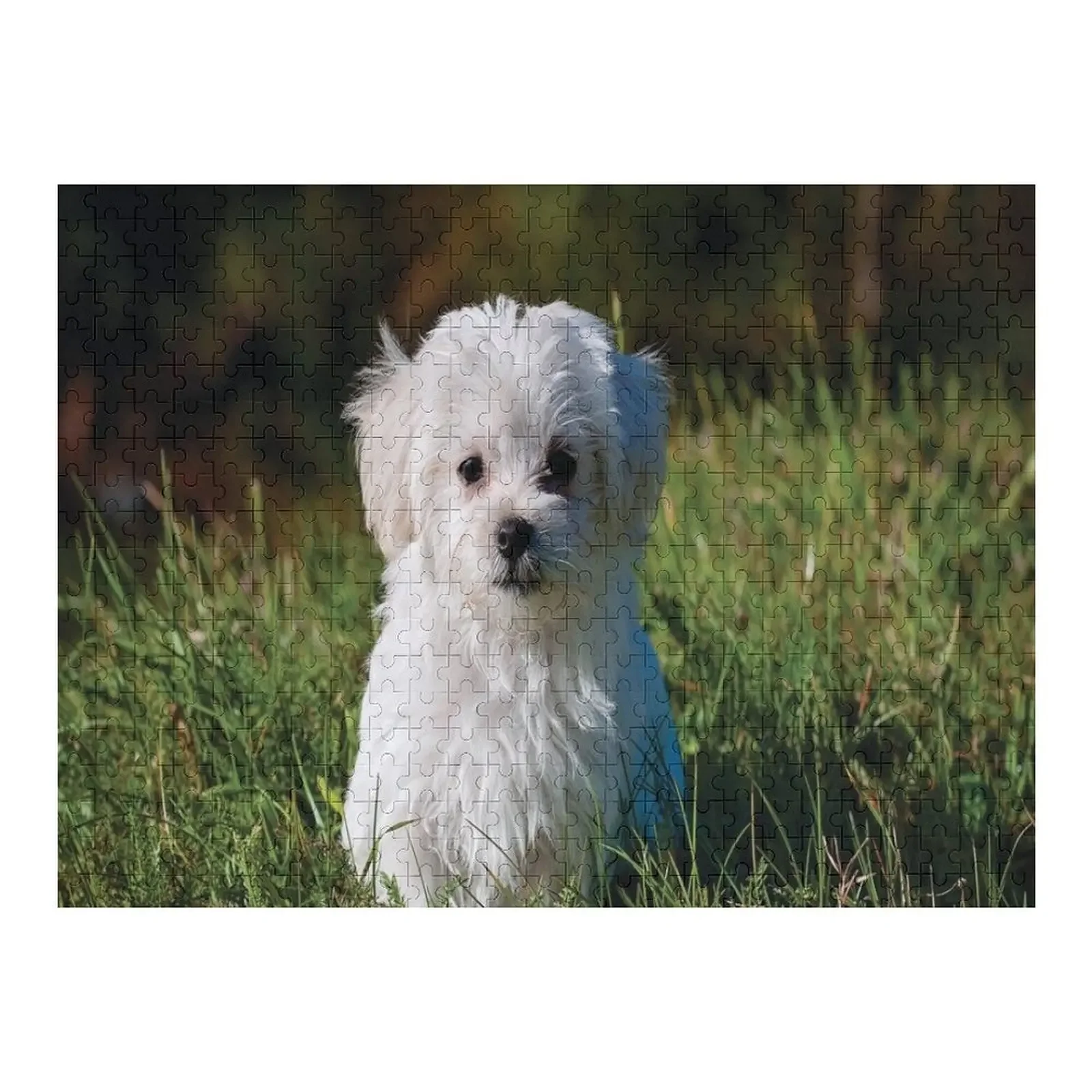 

Maltese White Puppy Jigsaw Puzzle Customized Toys For Kids Novel Toys For Children 2022 Customized Picture Puzzle