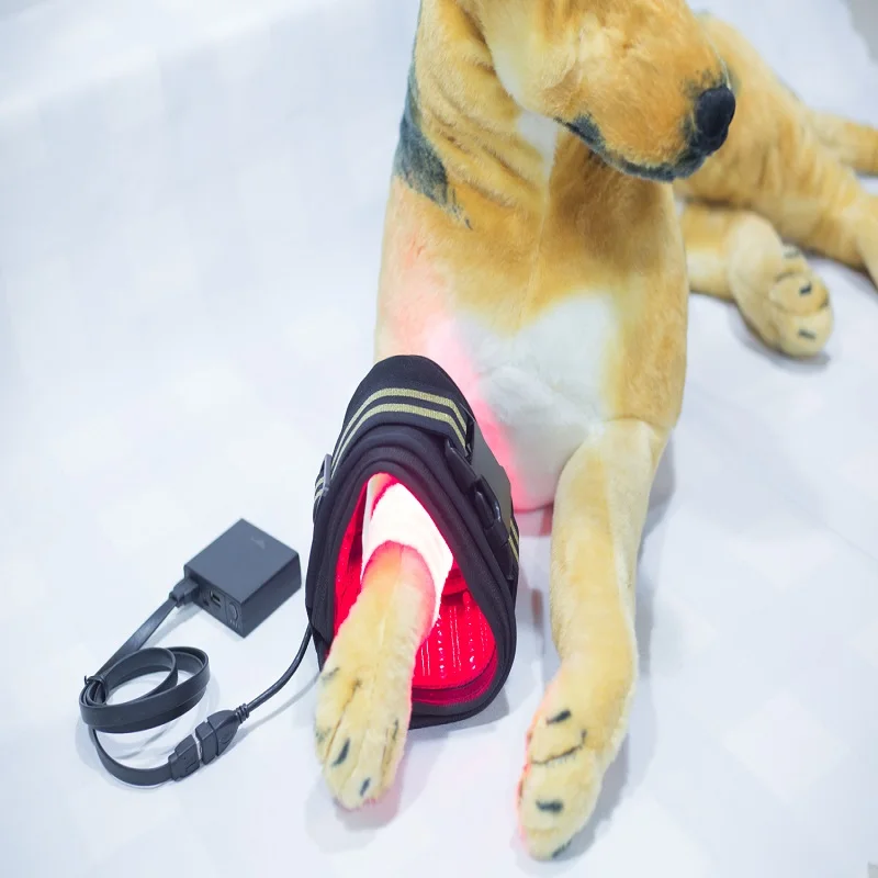 Dispositivo di terapia Laser 650nm 808nm per lesioni sportive artrite speroni del tallone sollievo dal dolore per il cavallo del cane del gatto dell'animale domestico umano