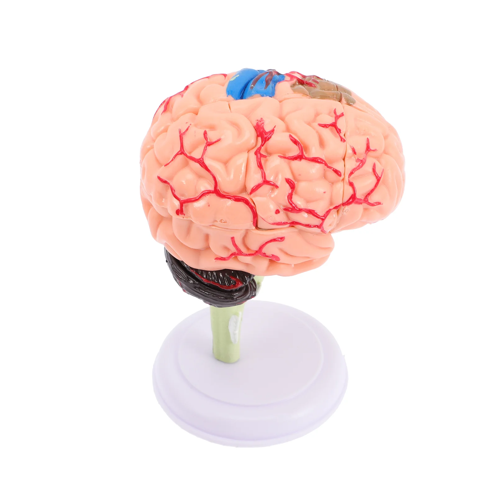 Brain Structure Model Human Body for Kids Anatomy Models Teaching Classroom Study Display Neuroscience Assembled