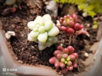 

Металлический инструмент для сборки и разборки шин для радиоуправляемых дрифт-машинок 1/10, аксессуары для модернизации двигателей