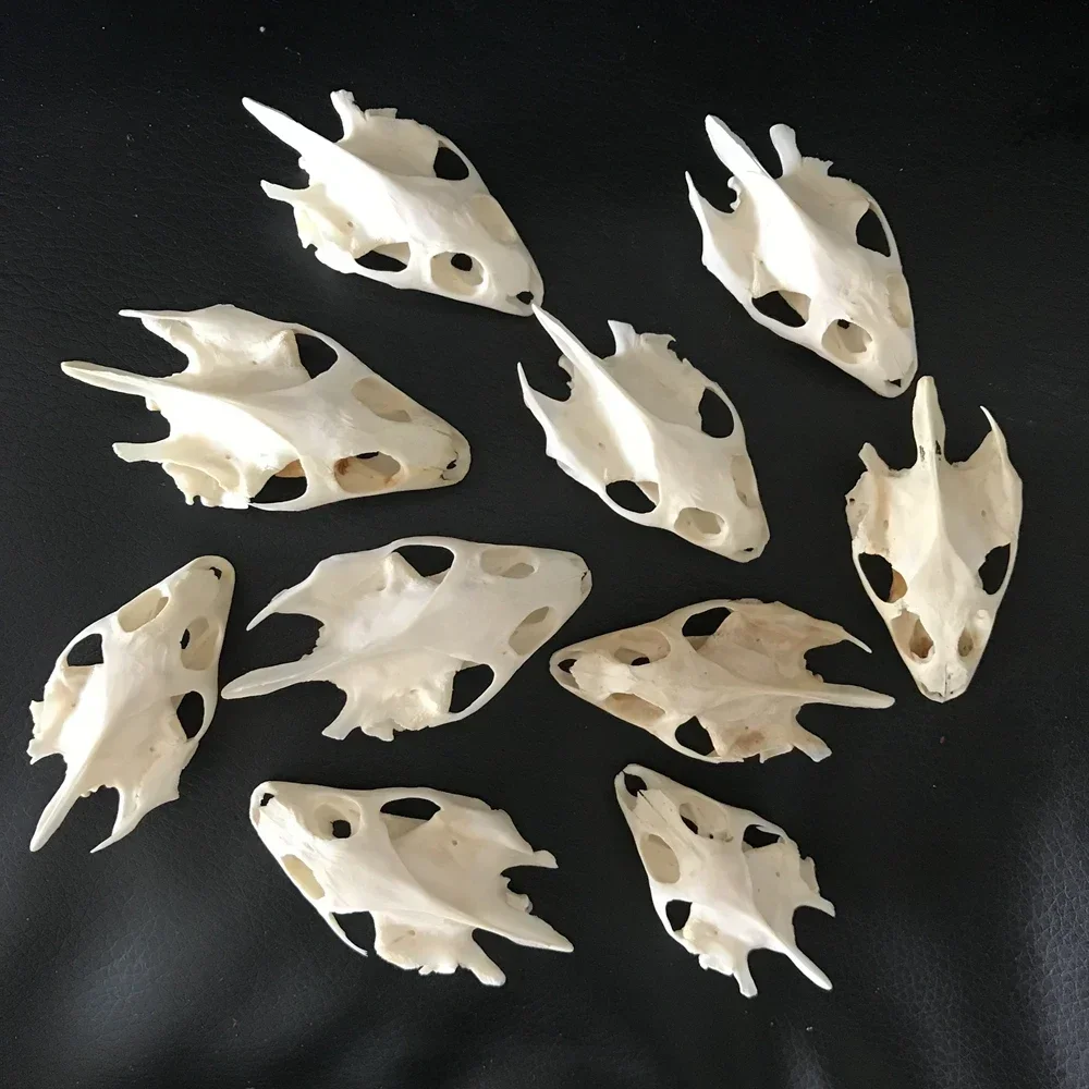 1pcs Pieces of Sea Turtle Skull Crafts Jewelry, Educational Taxidermy Monster Skull Specimen Collection