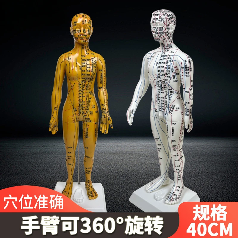 

Acupuncture and moxibustion acupoint human body model meridian acupoint model map whole body Twelve copper men needle small skin