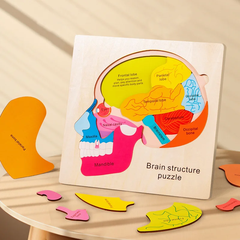 Quebra-cabeça de estrutura cerebral de 3 camadas para crianças, brinquedos educativos de aprendizagem, madeira montessori, materiais de biologia, jogo de coordenação mão-olho