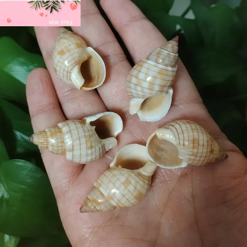 

5 PCS Glans Nassa Shells Natural Nassarius Glans Glossy Sea Shell For Home Decoration Collection Shooting Props DIY Gifts, 3-4cm