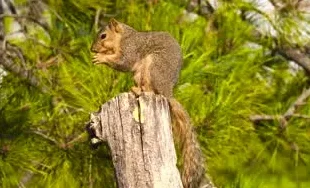 

SL-8026A Посейдон 2.4G RC Скоростной катер — беспроводная электрическая высокоскоростная модель игрушки для воды