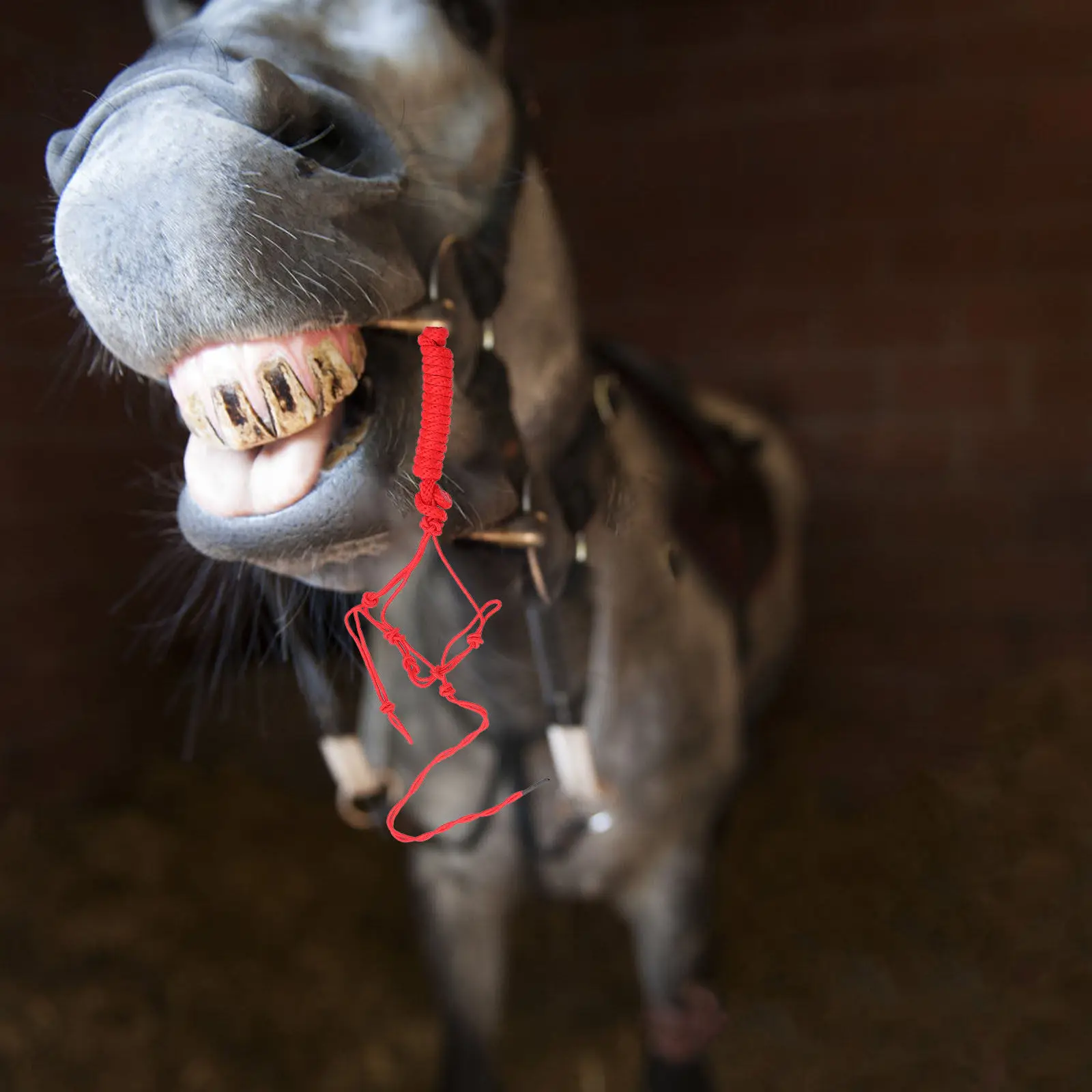 

Horse Halter Wear-Resistant Cloth Comfortable Fit Professional Training Lightweight Portable Horse Supply Bridles