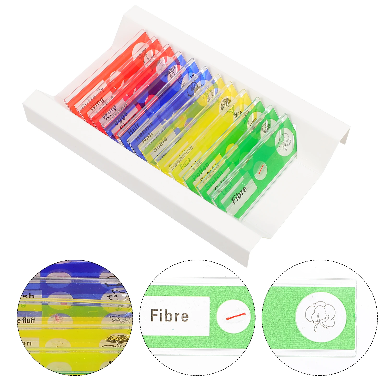 

36pcs Kids Prepared Microscope Slides Clear Biological Specimens Basic Biology Education Plastic Safe Animal Insect Plant