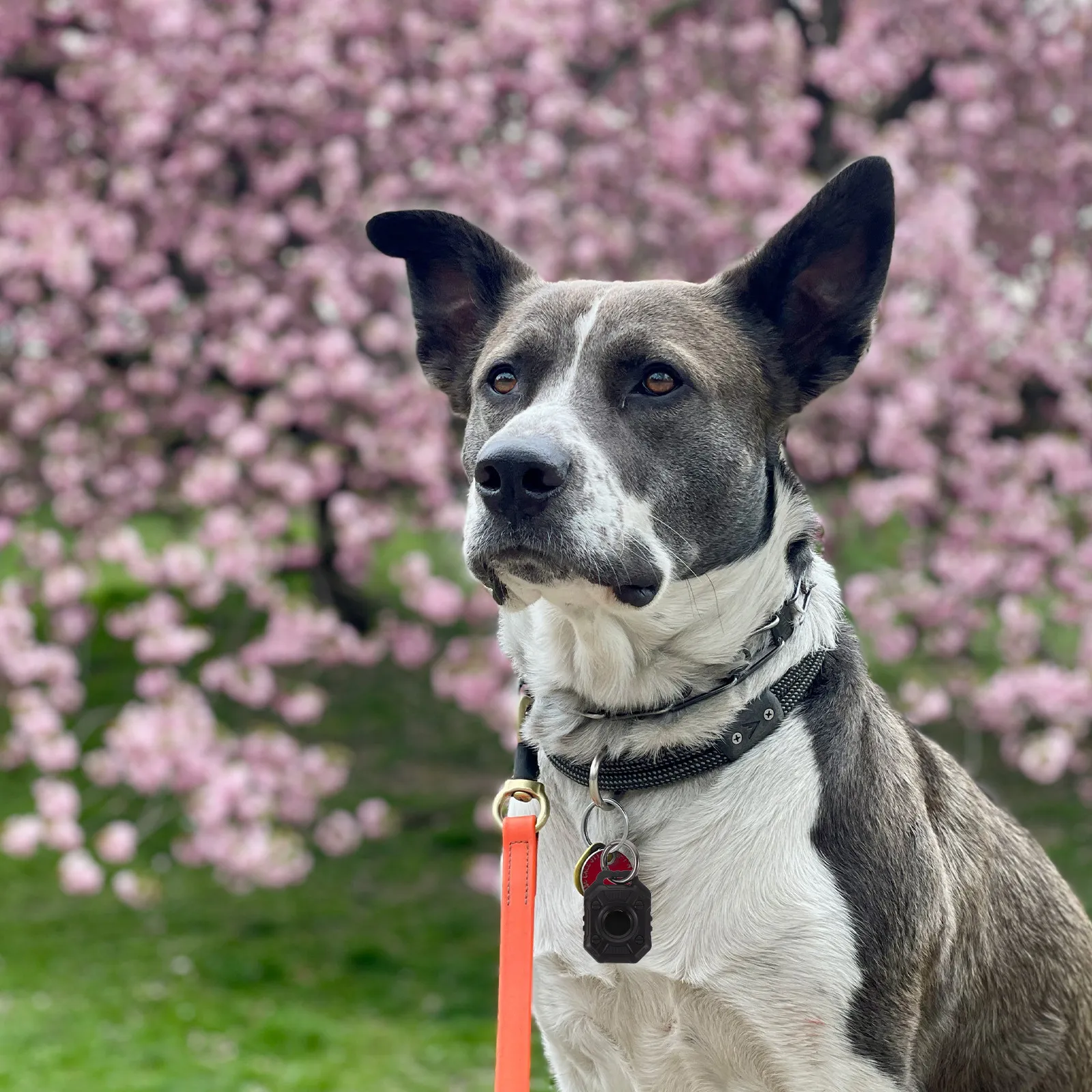 

2 шт. защитных чехлов, прочные, ударопрочные, легкие, портативные защитные чехлы для ошейников для домашних животных