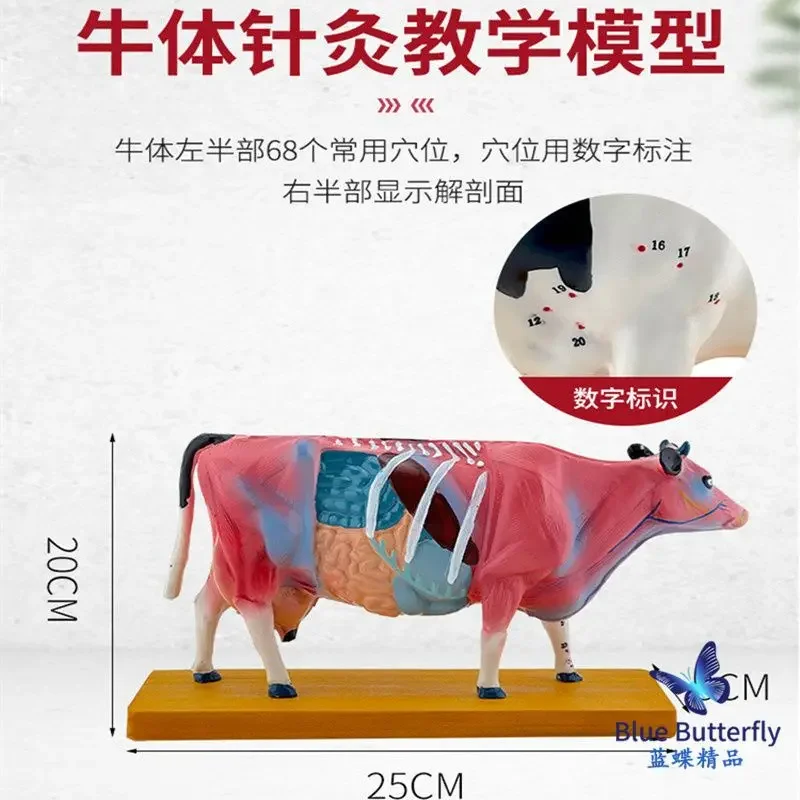 Animal Acupuncture And Moxibustion Model, Dog Anatomy, Dog Acupuncture And Moxibustion Model, Cat Pig Acupoint, Pet Dog Model