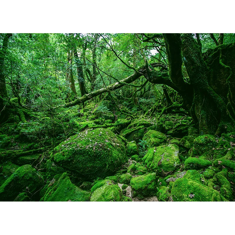 Tropical Forest Green Trees Plants Leaves Vinyl Photography Backdrops Props Natural Scenery Photo Studio Background 21901REL-02