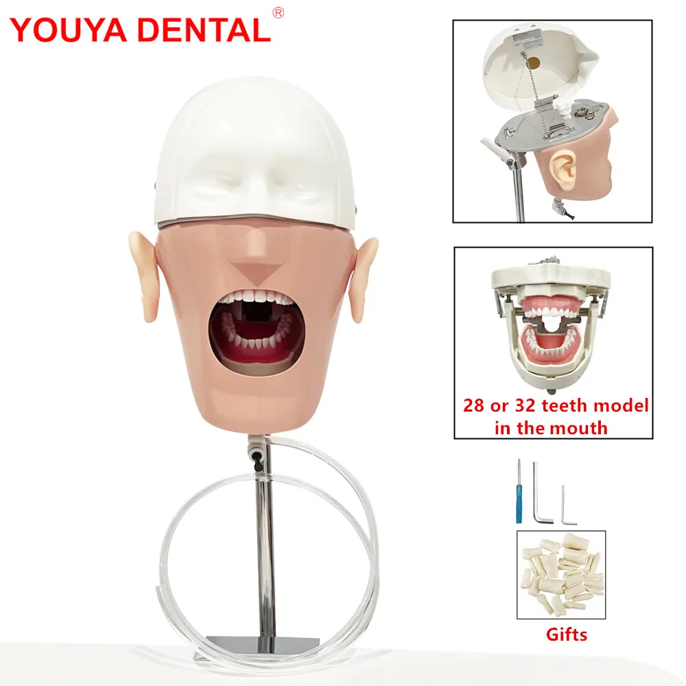 

Head Model Dental Simulator Manikin Dental Training Phantom With Teeth For Teaching Education Study Practice Dentistry Equipment