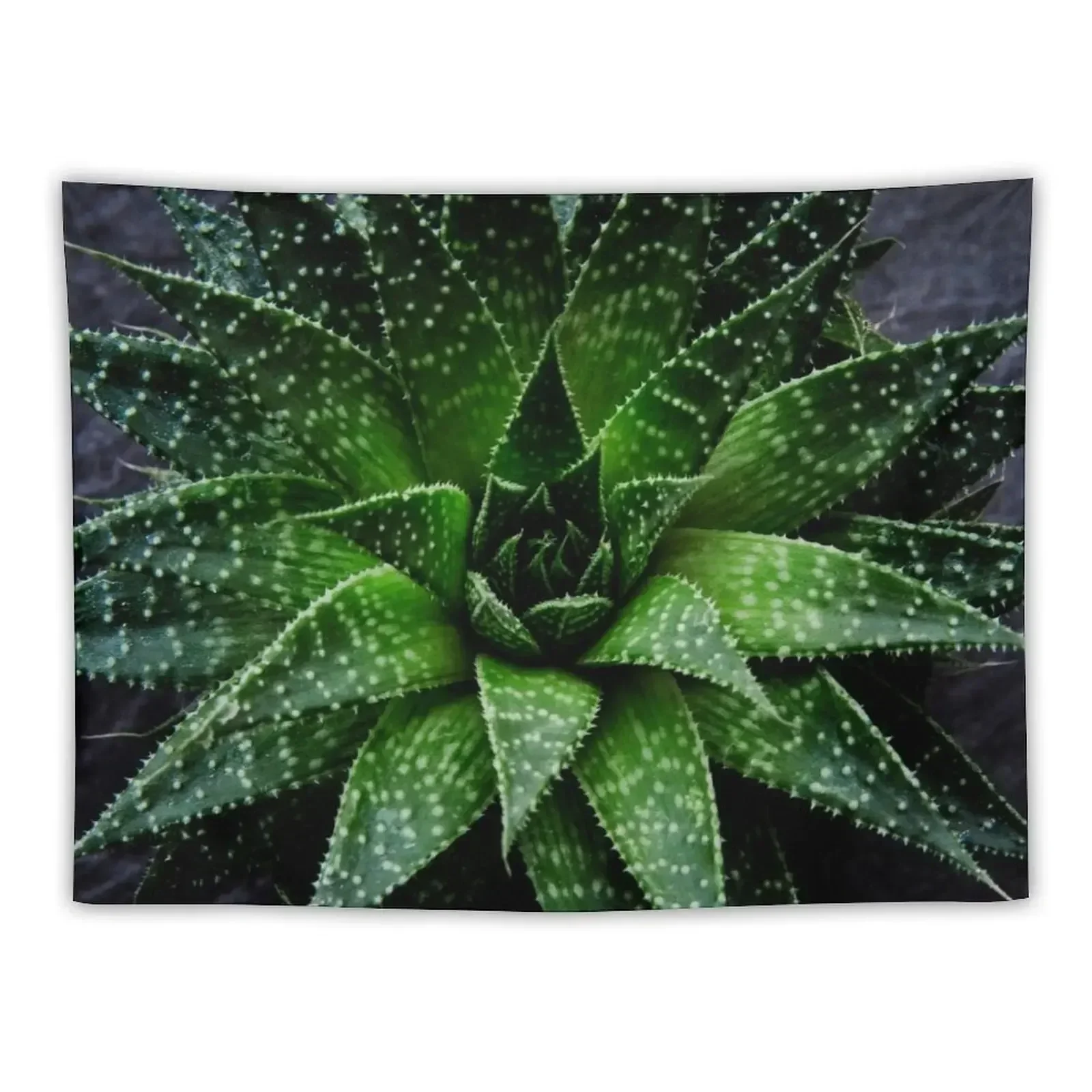 Succulent. Haworthia fasciata Tapestry House Decorations Room Decorations Aesthetics Tapestry