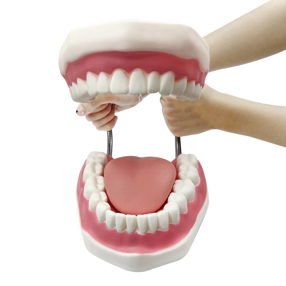 Full Mouth  4 Times Model Normal Tooth Dental Model Teeth for Teaching Education Dentist Oral Care Dentistry With Big Toothbrush