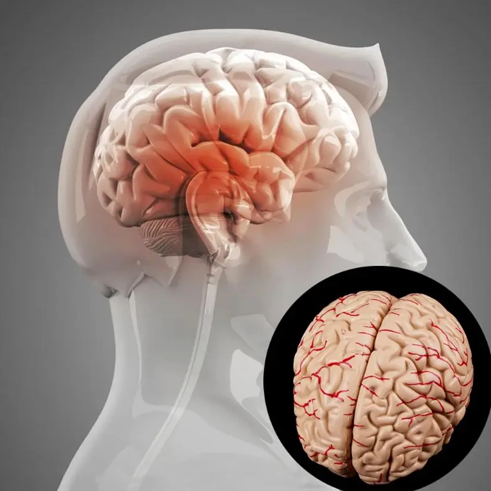 Life Size Adult Brain Model Simulation 8-Part PVC Anatomy Teaching Tool Kid Early Education Cognition 3D Human Head Model 