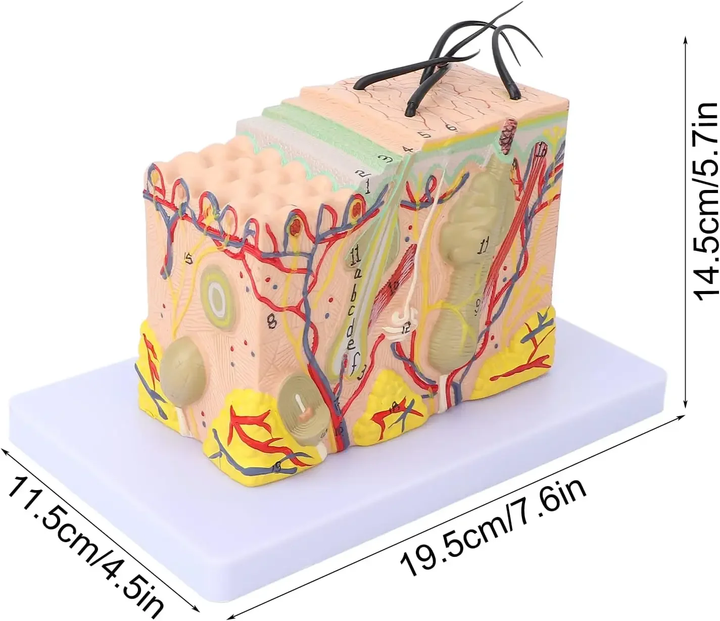 35X50X Times Human Big Anatomical Skin Magnified Tissue Structure Model with Hair Enlarged for Biology Cosmetic Surgery