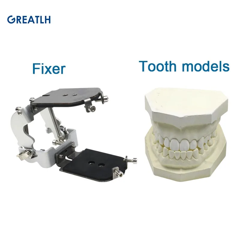 Materiały stomatologiczne zębów Model gipsowy dentysta Student Model zębów do nauczania Dental Model demonstracyjny