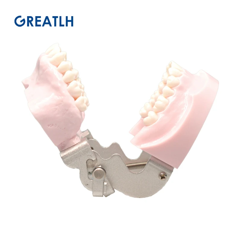 Dental Teeth Model Customized Anchorage Nail Training Teeth Model Dental Teaching Practice Teeth Model