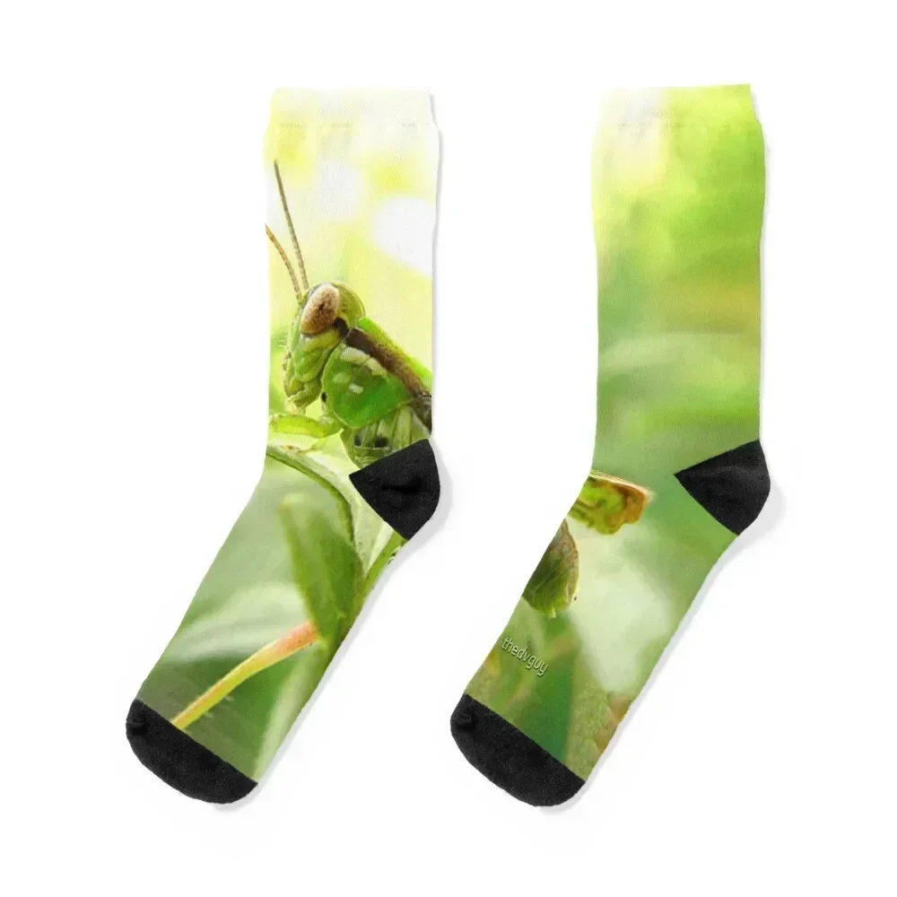 

Grasshopper Socks winter gifts Stockings man funny gift designer Socks Woman Men's