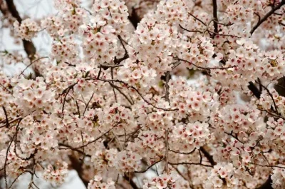 

MJX 14301 14302 Metal Suspension Arm Steering Cup Link Rod Steering Assembly Shock Tower Set 1/14 RC Car Upgrade Parts Kit