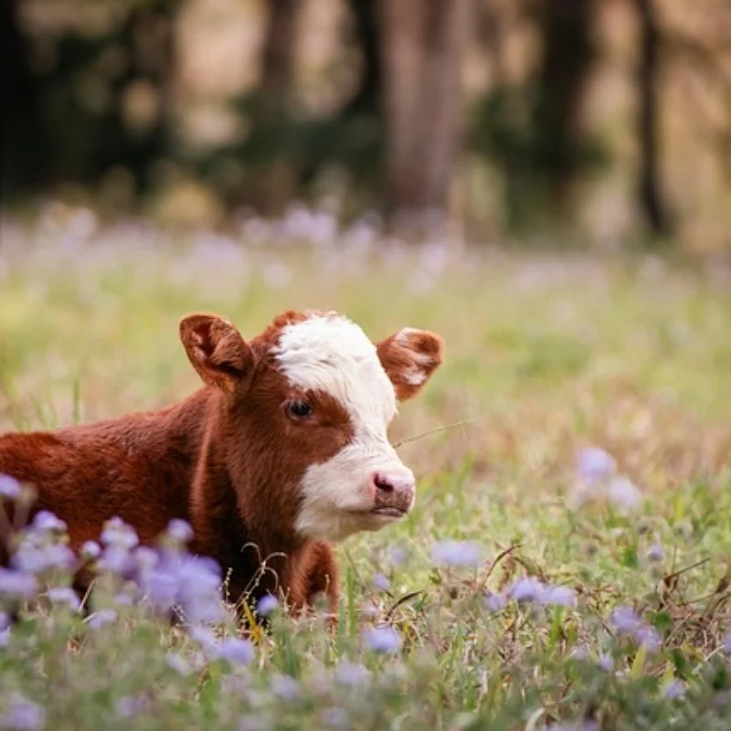 

806 2,4G RC Лодка с дистанционным управлением Лодка Водонепроницаемая игрушка Двойные двигатели 20 км/ч Высокоскоростные RC Racing