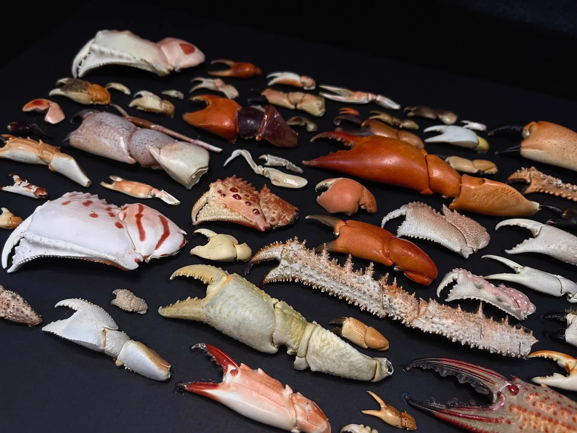 Various Real Crab Claws Specimen Special Handicrafts Collectors Home Decor Ornament Desk Decoration Customized