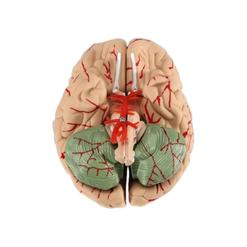 Life Size Human Brain Anatomy Model With Display Base Brain Anatomical Model Teaching Lab Supplies