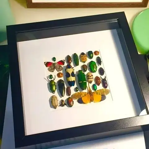 แมลงจริงตัวอย่างกรอบรูปตกแต่งภาพวาดจริงด้วงเด็กเล็กวิทยาศาสตร์ครอบครัวเครื่องประดับหัตถกรรมของขวัญพิเศษ