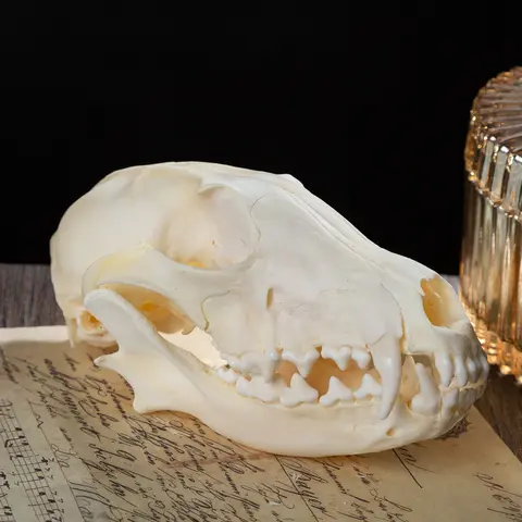 1/2/3/5/10 pièces véritable crâne artisanat crâne de renard pour bricolage Collection décorative éducative taxidermie enseignement modèle affichage