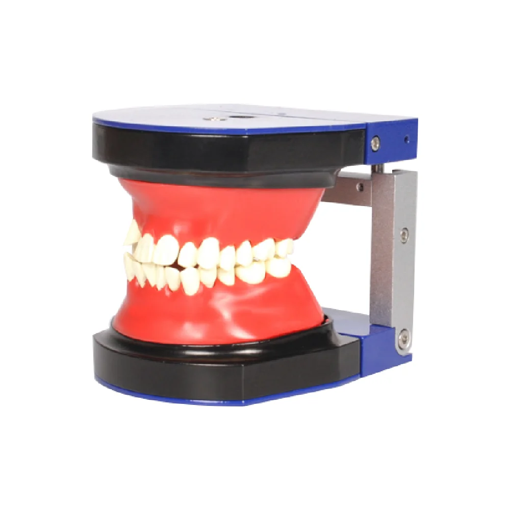 Hot Sell Orthodontic Plastic Dental Model of Teeth Orthodontic Training Model with Occlusal Wax Teeth Model for Teaching